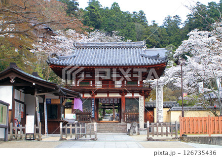 桜満開の岡寺の仁王門 桜満開の岡寺の仁王門 126735436