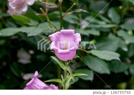 風鈴草と呼ばれるカンパニュラの花【キキョウ科の植物】 風鈴草と呼ばれるカンパニュラの花【キキョウ科の植物】 126735750
