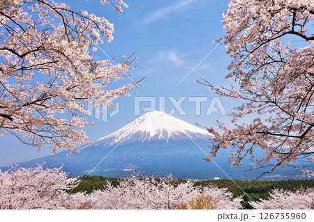 日本の春 富士山と桜 日本の春 富士山と桜 126735960