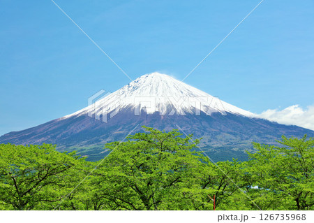 初夏の青空と新緑の風景　そして富士山 126735968