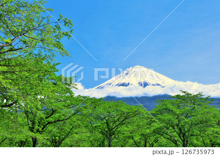 初夏の青空と新緑の風景　そして富士山 126735973