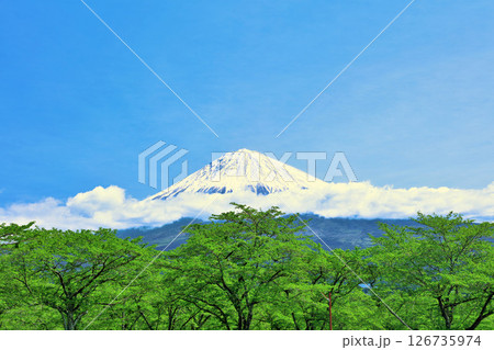 初夏の青空と新緑の風景　そして富士山 126735974