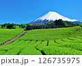 初夏の青空と新緑の茶畑　そして富士山 126735975