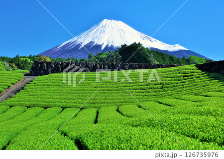 初夏の青空と新緑の茶畑　そして富士山 126735976