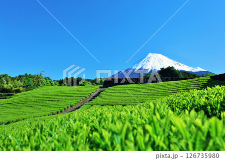 初夏の青空と新緑の茶畑　そして富士山 126735980