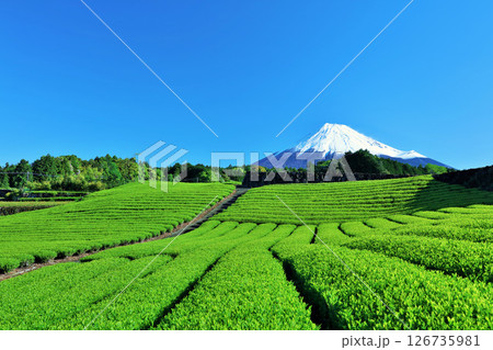 初夏の青空と新緑の茶畑 そして富士山 初夏の青空と新緑の茶畑 そして富士山 126735981
