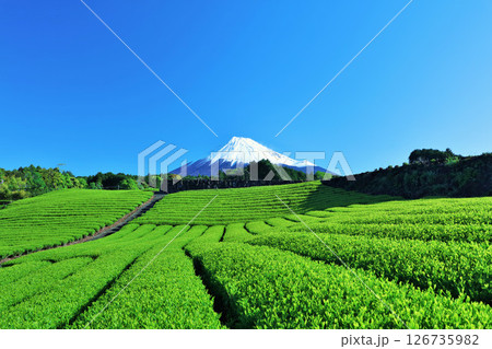 初夏の青空と新緑の茶畑 そして富士山 初夏の青空と新緑の茶畑 そして富士山 126735982
