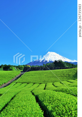 初夏の青空と新緑の茶畑　そして富士山 126735983