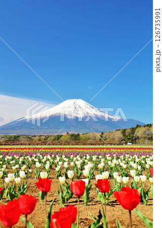 春の青空と満開のチューリップ　そして富士山 126735991