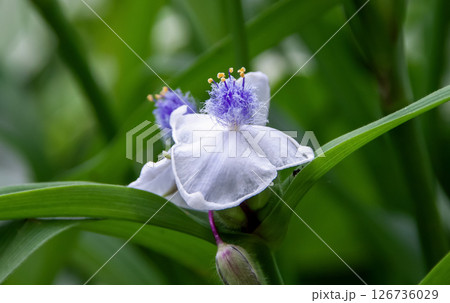 花糸にフワフワの毛があり淡く紫が入っているムラサキツユクサ 126736029