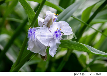花糸にフワフワの毛があり淡く紫が入っているムラサキツユクサ 花糸にフワフワの毛があり淡く紫が入っているムラサキツユクサ 126736030