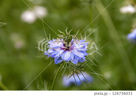 糸状の葉があるニゲラの和名はクロタネソウ(【キンポウゲ科】 糸状の葉があるニゲラの和名はクロタネソウ(【キンポウゲ科】 126736031