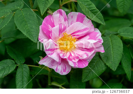 絞り咲きの花が綺麗なイングリッシュローズ ロサ・ムンディ 絞り咲きの花が綺麗なイングリッシュローズ ロサ・ムンディ 126736037