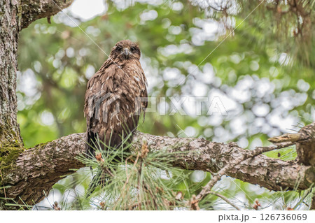 木の枝に止まるトビ 京都市京都御苑 木の枝に止まるトビ 京都市京都御苑 126736069