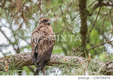 木の枝に止まるトビ　京都市京都御苑 126736070