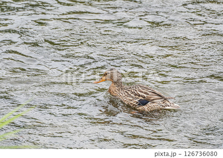 マガモ（メス）　京都市鴨川 126736080