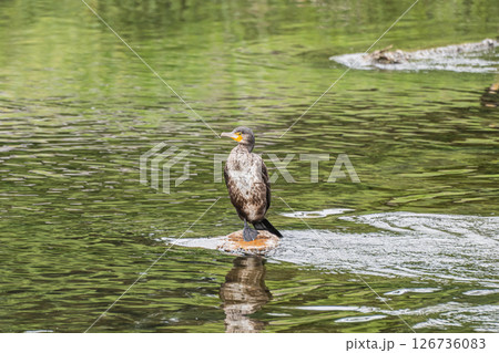 カワウ　京都市鴨川 126736083