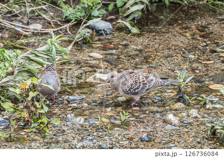 水辺で餌を探すヤマバト（キジバト） 京都市高野川の写真素材 [126736084] - PIXTA