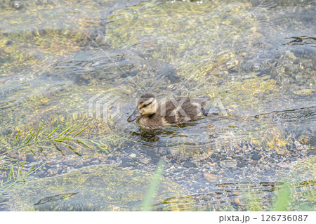 川を泳ぐマガモのヒナ 京都市高野川 川を泳ぐマガモのヒナ 京都市高野川 126736087