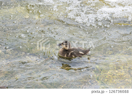 川を泳ぐマガモのヒナ 京都市高野川 川を泳ぐマガモのヒナ 京都市高野川 126736088