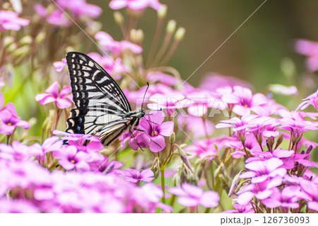 草花の蜜を吸うアゲハチョウ（ナミアゲハ） 126736093