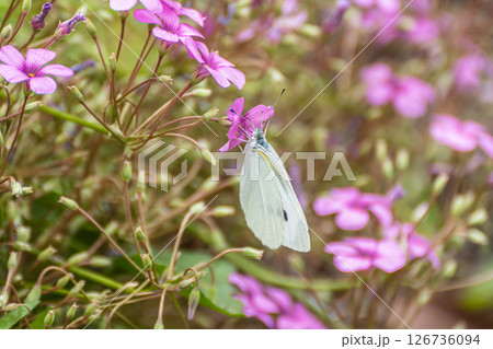 草花の蜜を吸うモンシロチョウ 草花の蜜を吸うモンシロチョウ 126736094