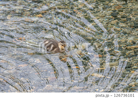 激流の中を泳ぐマガモのヒナ 京都市高野川 激流の中を泳ぐマガモのヒナ 京都市高野川 126736101