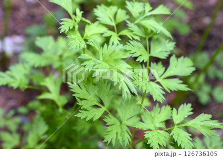 センキュウ　川芎　せんきゅう　薬草　薬効植物　 126736105