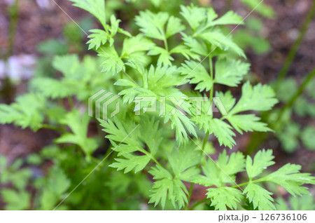 センキュウ 川芎 せんきゅう 薬草 薬効植物 センキュウ 川芎 せんきゅう 薬草 薬効植物 126736106