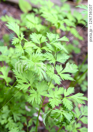 センキュウ　川芎　せんきゅう　薬草　薬効植物　 126736107