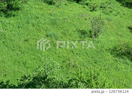 急斜面の緑地　新緑の里山　花桃の里　東秩父村 126736124