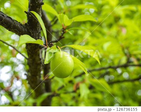青い杏の実 126736155