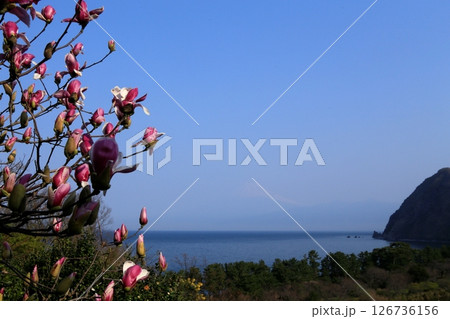 井田のモクレンと海 井田のモクレンと海 126736156