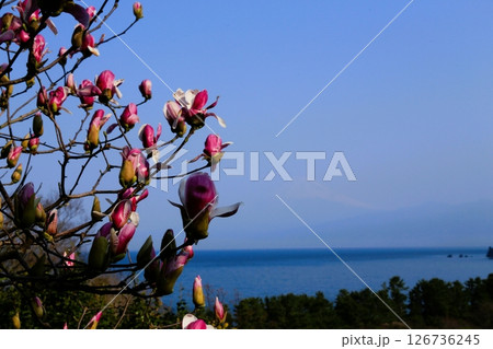 井田のモクレンと海 井田のモクレンと海 126736245