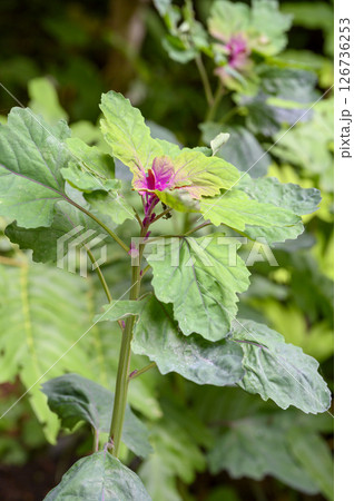アカザ　薬草　薬効植物 126736253