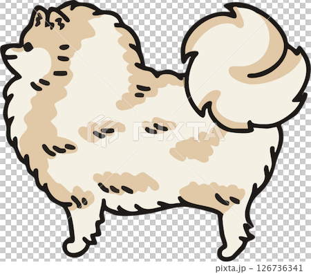 Illustration of a cute Pomeranian (cream) seen from the side 126736341