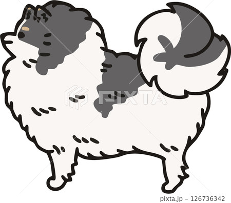 横から見た可愛いポメラニアン(パーティーカラー)のイラスト 126736342