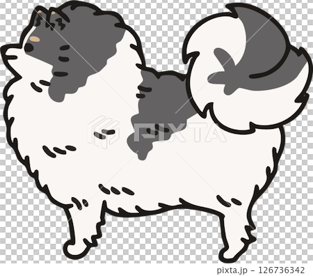 從側面看可愛的博美犬（花色）的插圖 126736342