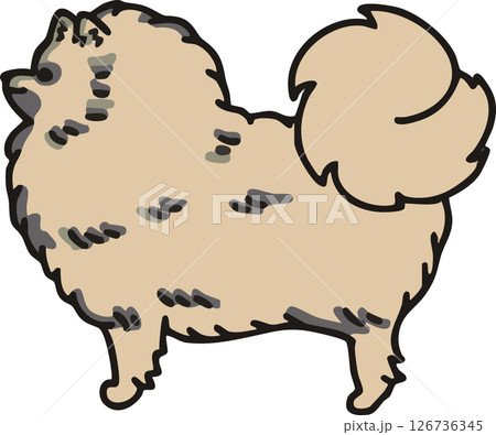 横から見た可愛いポメラニアン(ウルフセーブル)のイラスト 126736345