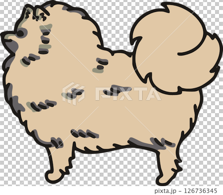 横から見た可愛いポメラニアン(ウルフセーブル)のイラスト 126736345