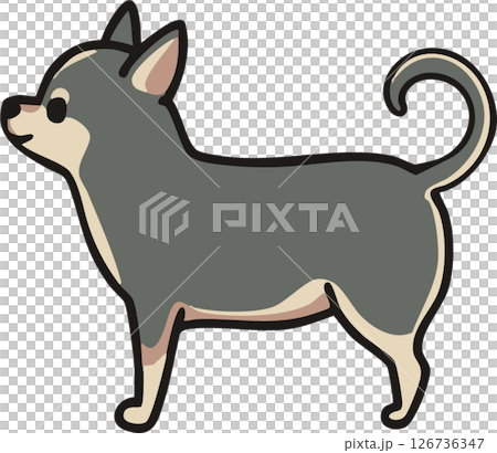 從側面看可愛的光滑吉娃娃（藍褐色）的插圖 126736347