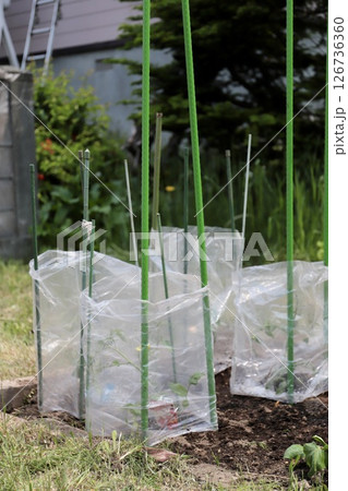 野菜の苗に保護ビニールをかけた家庭菜園 野菜の苗に保護ビニールをかけた家庭菜園 126736360