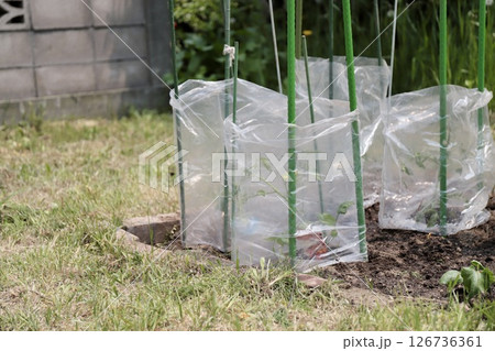 野菜の苗に保護ビニールをかけた家庭菜園 野菜の苗に保護ビニールをかけた家庭菜園 126736361