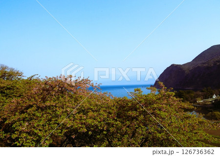 井田の桜と富士山 井田の桜と富士山 126736362