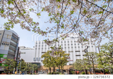 JR 大森駅前　桜　東京都大田区大森 126736372