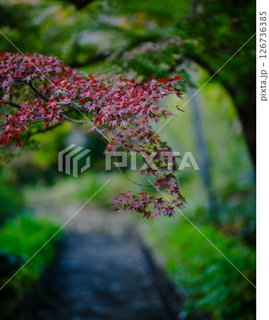 紅葉のある小道 紅葉のある小道 126736385