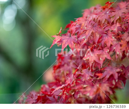 紅葉 紅葉 126736389