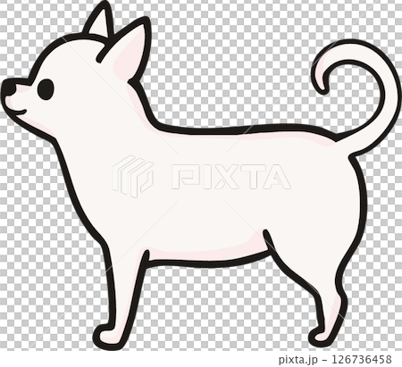 横から見た可愛いスムースチワワ（ホワイト）のイラスト 126736458