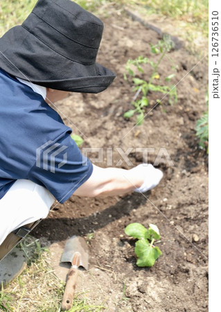 家庭菜園を作っている70歳代女性の後ろ姿 家庭菜園を作っている70歳代女性の後ろ姿 126736510
