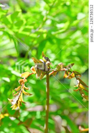 ゼンマイ 新緑の里山 花桃の里 東秩父村 ゼンマイ 新緑の里山 花桃の里 東秩父村 126736512